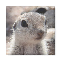 Baby Roundtail Squirrel Magnet