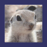 Baby Roundtail Squirrel Magnet
