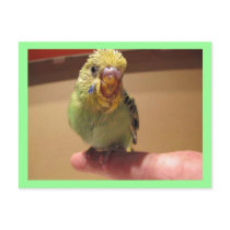 Baby Rufus At 4 Weeks Of Age Post Cards