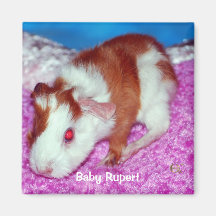 Baby Rupert Fridge Magnets