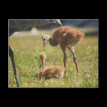 Baby Sandhill Cranes postcards