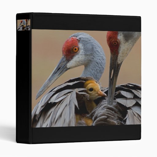 Baby Sandhill with Mom Vinyl Binder