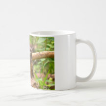 Baby Saw Whet Owls Mug