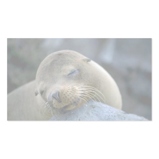 Baby sea lion, Galapagos Islands Business Card Template (back side)