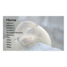 Baby sea lion, Galapagos Islands Business Card Template