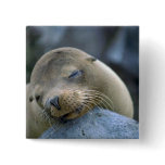 Baby sea lion, Galapagos Islands Pinback Button
