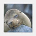 Baby sea lion, Galapagos Islands Fridge Magnets