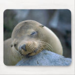 Baby sea lion, Galapagos Islands Mousepad