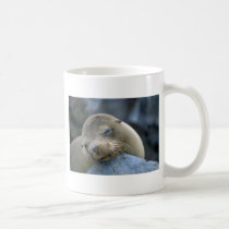 Baby sea lion, Galapagos Islands mugs