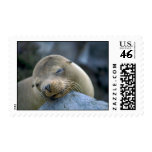 Baby sea lion, Galapagos Islands Postage