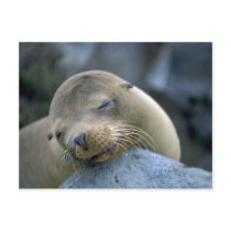 Baby sea lion, Galapagos Islands Post Card