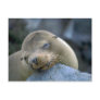 Baby sea lion, Galapagos Islands Post Card