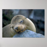 Baby sea lion, Galapagos Islands Poster
