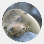 Baby sea lion, Galapagos Islands Round Sticker