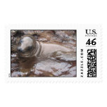 Baby Sea Lion in Galapagos Postage Stamp