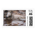 Baby Sea Lion in Galapagos postage by eltortugafuerte Baby Sea Lion in Galapagos postage