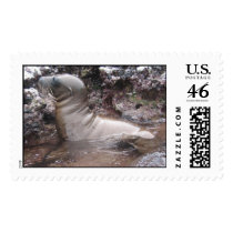 Baby Sea Lion postage by eltortugafuerte Baby Sea Lion postage