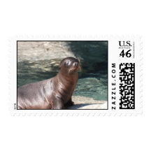 Baby Sea Lion Postage Stamp