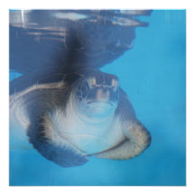 Baby Sea Turtle Invitations