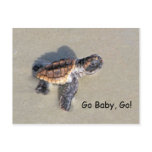 Baby Sea Turtle, Just Hatched Post Card