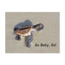 Baby Sea Turtle, Just Hatched Post Card