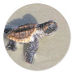 Baby Sea Turtle, Just Hatched Round Sticker