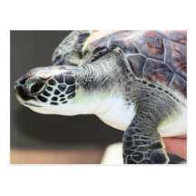 Baby Sea Turtle Postcard