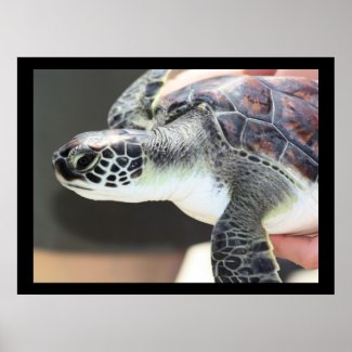 Baby Sea Turtle Poster print