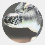 Baby Sea Turtle Sticker