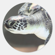 Baby Sea Turtle Sticker