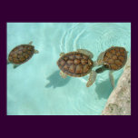 Baby sea turtles