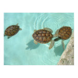 Baby sea turtles