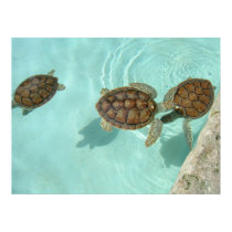 Baby sea turtles posters