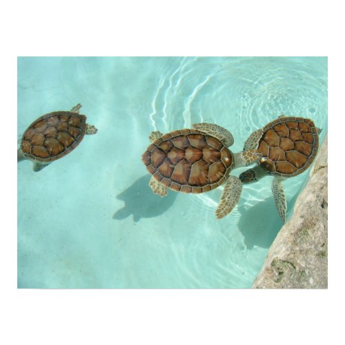 Baby sea turtles print