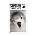 Baby seagull postage