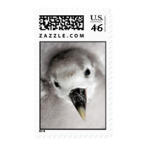 Baby seagull stamp
