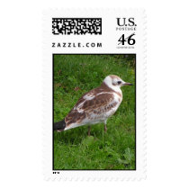 Baby seagull stamps