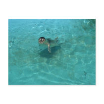 Baby Seal postcards by palmateera Baby Seal postcards