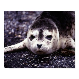 Baby Seal print