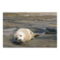 Baby Seal posters by FineArtDesigns Baby Seal posters