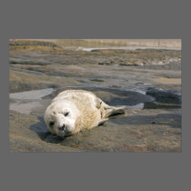 Baby Seal posters