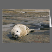 Baby Seal Pup cards