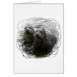 Baby Seals Greeting Card