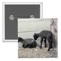 baby sheep 2 buttons