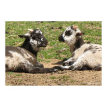 Baby Sheep Mount Vernon Estate April 2007 posters by poquinn Baby Sheep Mount Vernon Estate April 2007 posters