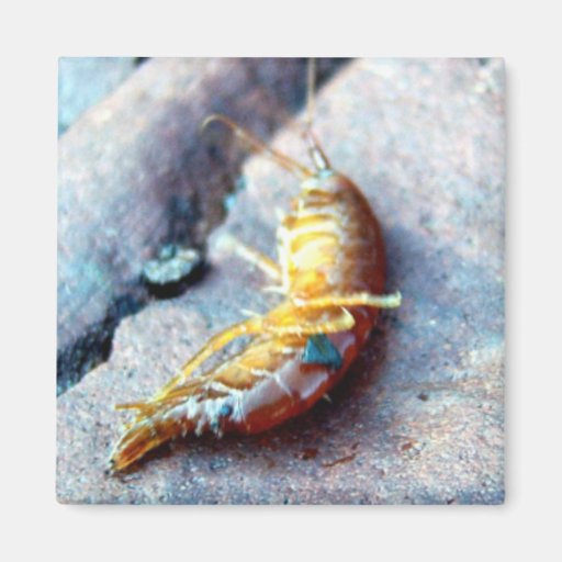 Baby Shrimp Magnet