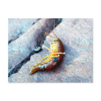 Baby Shrimp Postcard