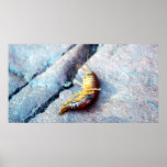 Baby Shrimp Poster posters