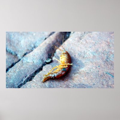Baby Shrimp Poster by CreatureCreations