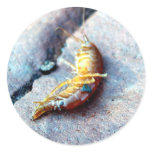 Baby Shrimp Stickers